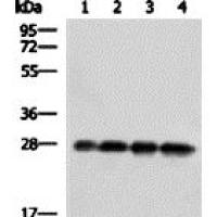 GFP mouse monoclonal antibody