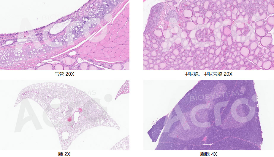 HE染色步骤及常见问题解析