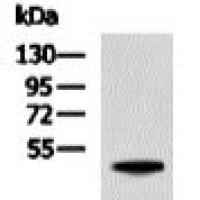 HA tag mouse monoclonal antibody