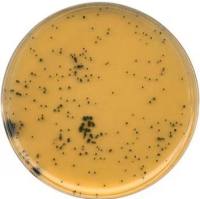 1.11972.0500 Merck 默克 GranuCult® 胰月示亚硫酸盐环丝氨酸琼脂（基础）