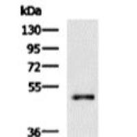 6X His tag mouse monoclonal antibody