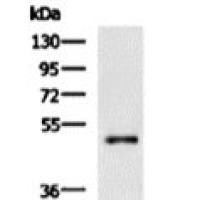 6X His tag mouse monoclonal antibody