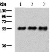 Myc tag mouse monoclonal antibody