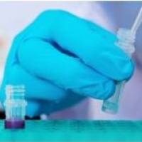 Phospho-PDE4A Antibody