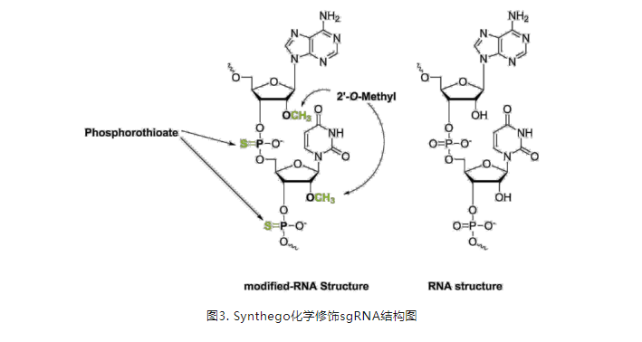Negative Control sgRNA #1