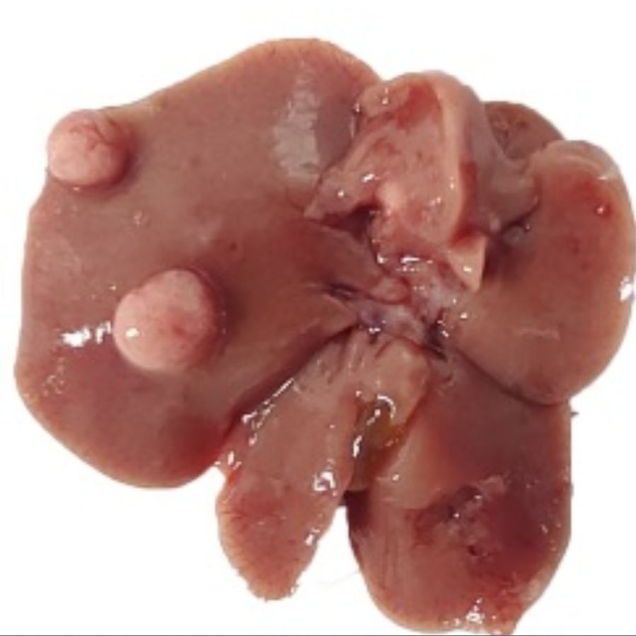 二乙基亚硝胺诱导小鼠肝癌模型