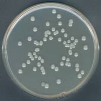 88588-500G-F Merck 默克 平板计数琼脂 按照 Buchbinder 等人的方法