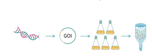Nature Bovine IgG Protein