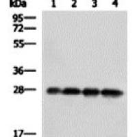 GFP mouse monoclonal antibody