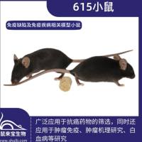 615小鼠