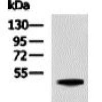 HA tag mouse monoclonal antibody