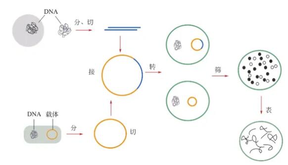 Nature Bovine IgG Protein