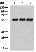 Myc tag mouse monoclonal antib