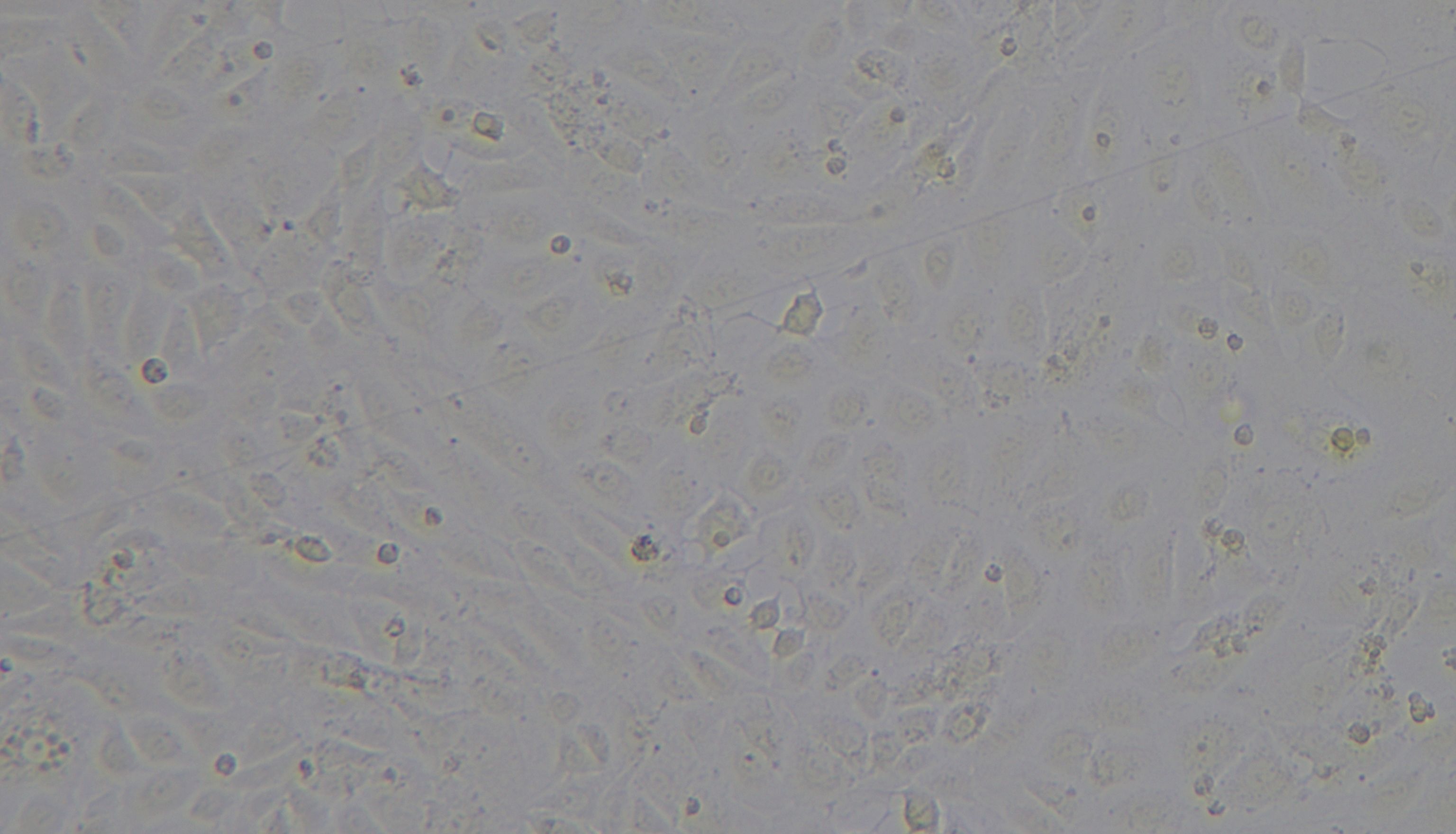 细胞免费提供！