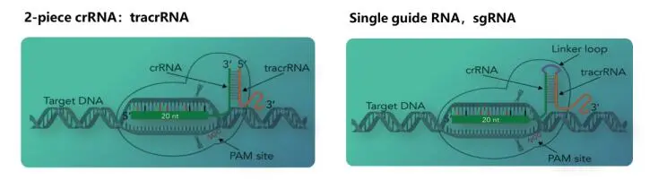 Negative Control sgRNA #1