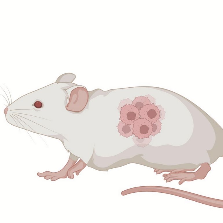 皮下种植小鼠肝癌模型