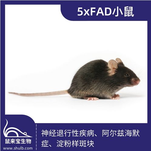 5xFAD 小鼠