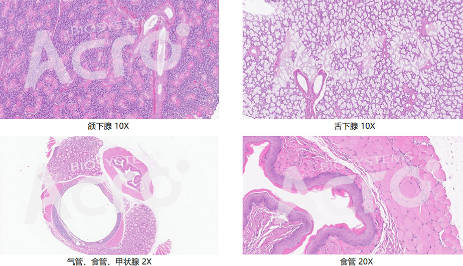HE染色步骤及常见问题解析