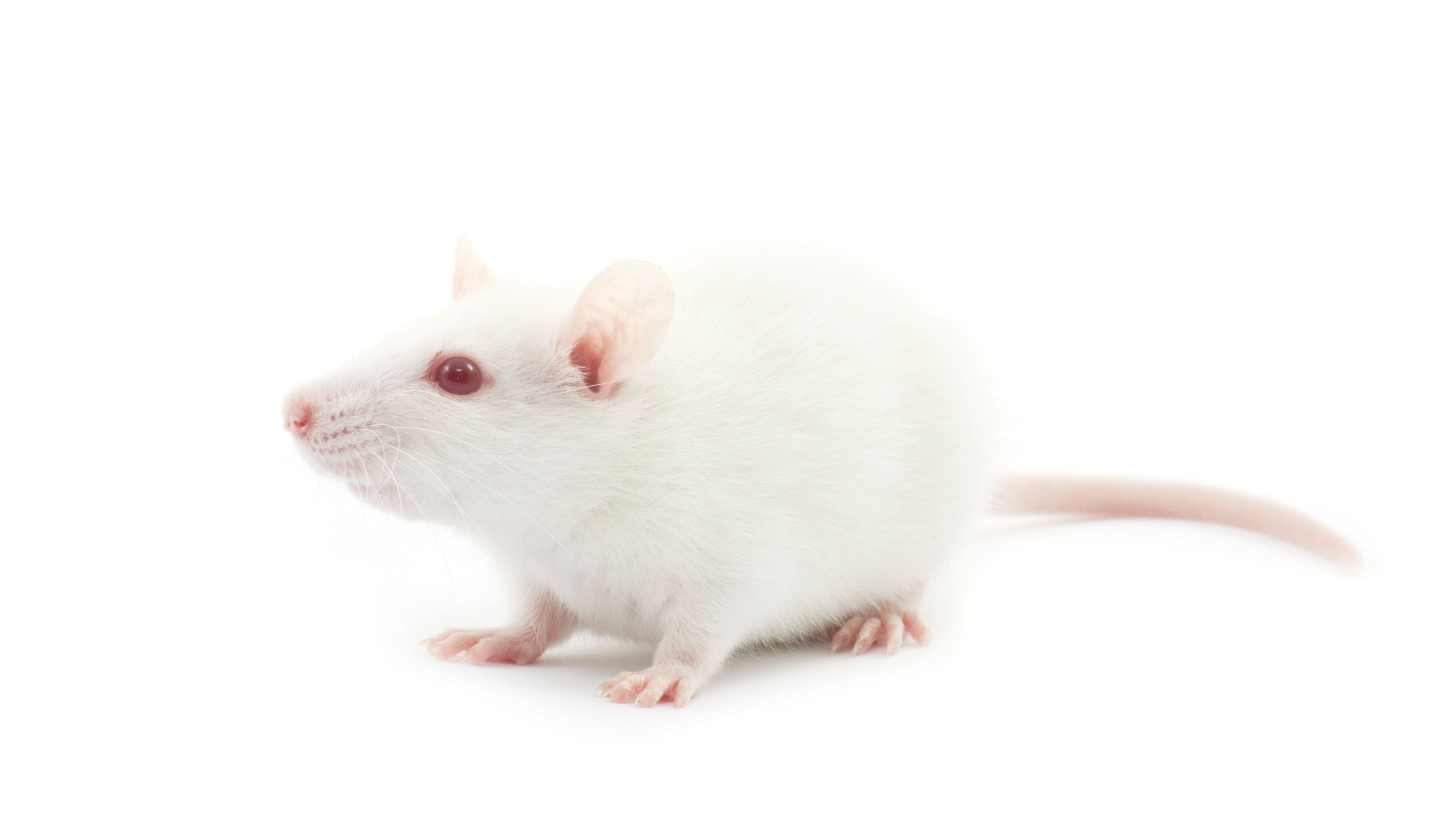 如何选择合适的实验动物开展自己的研究