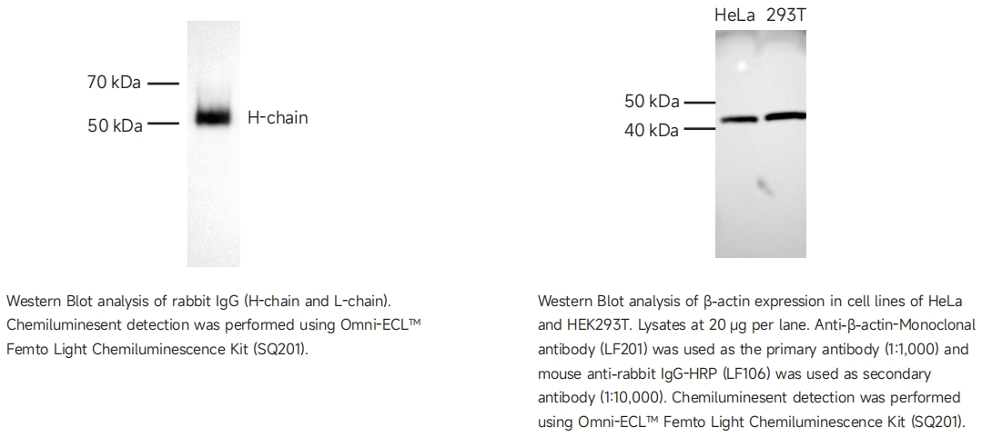 LF106 HRP标记重链特异性二抗,小鼠抗兔IgG(消除轻