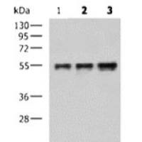 Flag tag mouse monoclonal antibody