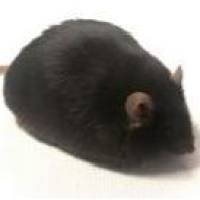 BKS-DB糖尿病小鼠