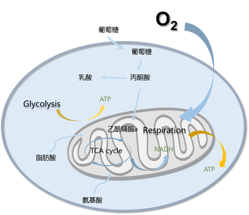 Elabscience®氧消耗率检测试剂盒，简单准确检测线粒体有氧呼吸状态