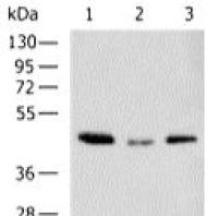 Beta actin mouse monoclonal antibody