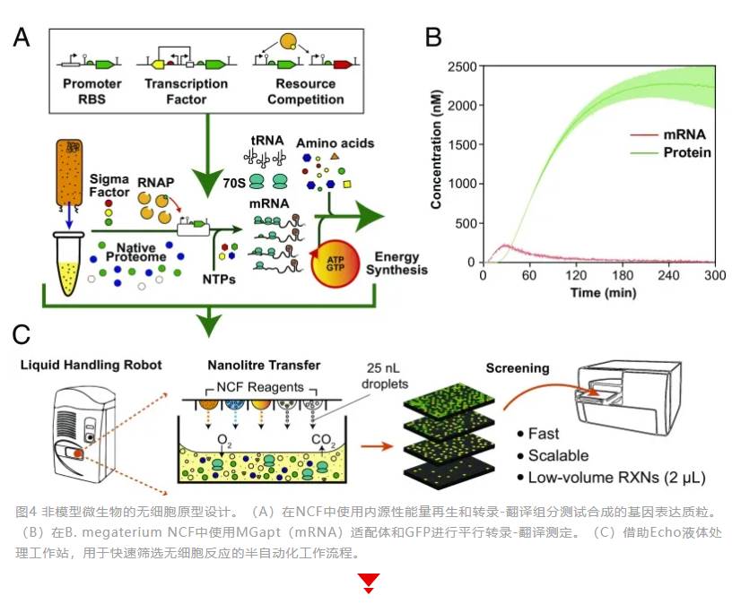 YYVIP易游乡村行·看振兴）福建尤溪：科技赋能“黄金果” 大棚种出“致富经”
