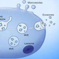 外泌体预制慢病毒
