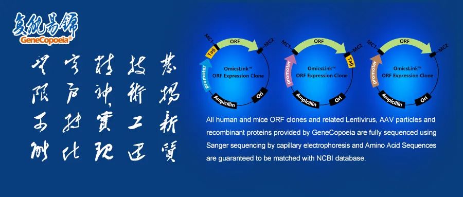 腺相关病毒包装买就送克隆构建及等量对照，热销为科研加分！