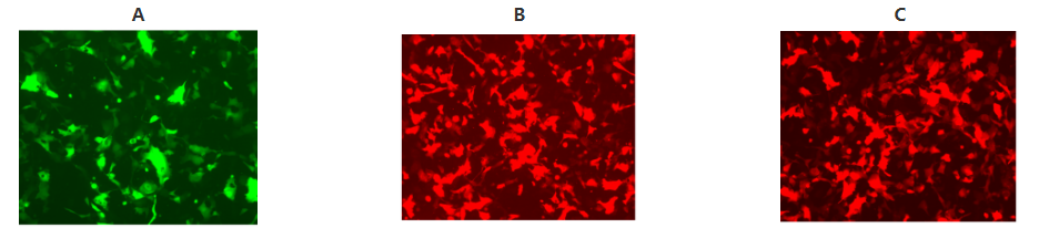 腺相关病毒包装买就送克隆构建及等量对照，热销为科研加分！