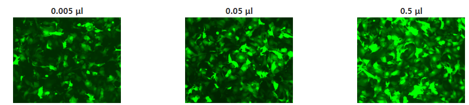腺相关病毒包装买就送克隆构建及等量对照，热销为科研加分！