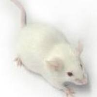 SAMP8小鼠，快速老龄化模型