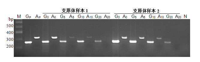 MycoGuard™支原体检测试剂盒（PCR法）2.0
