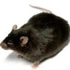 DIO肥胖模型小鼠