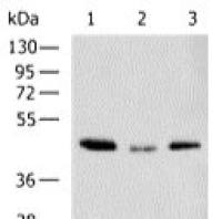 Beta actin mouse monoclonal antibody