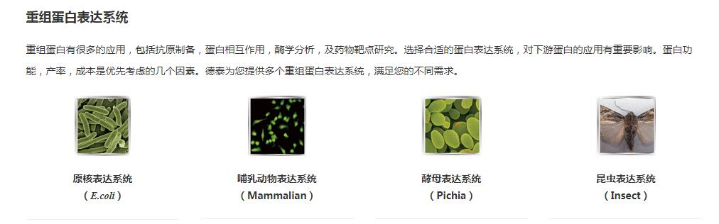 Recombinant Human CDw210b prot