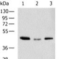Plant actin mouse monoclonal antibody