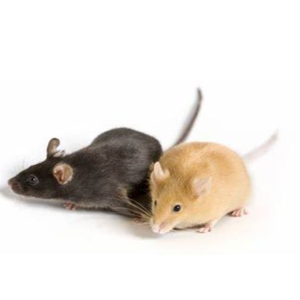 OT-2（OT2, OT-II）小鼠