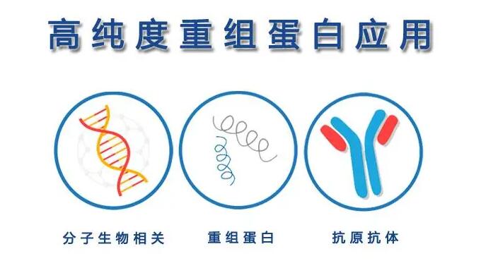 Recombinant Human CDw210b prot