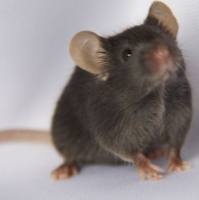 红斑狼疮小鼠模型