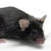 APP/PS1 老年痴呆模型小鼠