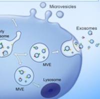 外泌体解决方案