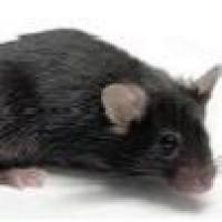 5XFAD，五转老年痴呆模型