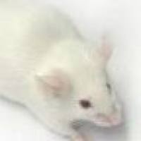 SAMR1,快速老龄化模型对照