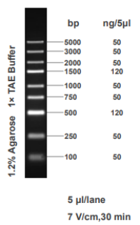 LAB5000 DNA Marker
