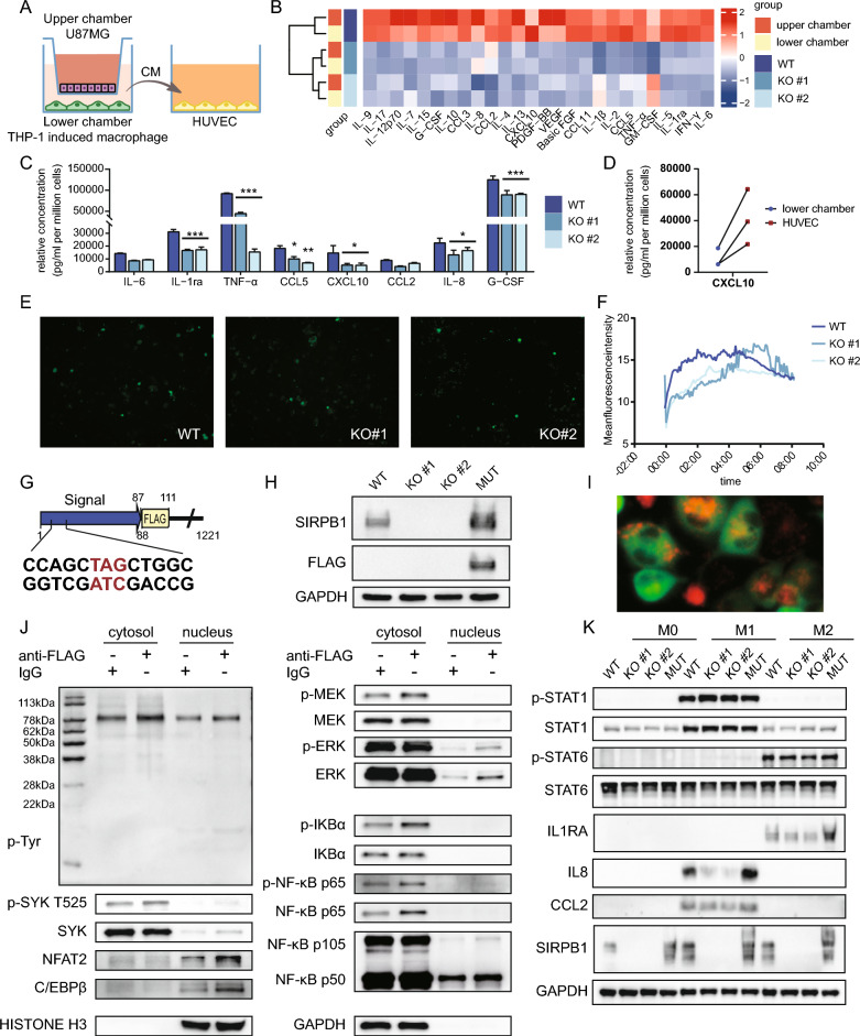 LabEx Luminex平台助力胶质瘤的肿瘤微环境研究