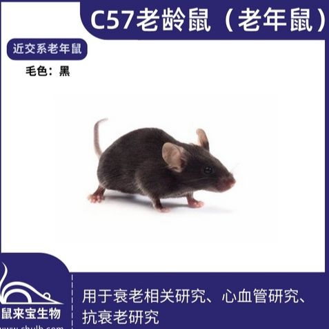 C57老龄鼠（老年鼠）