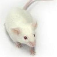 NOD-Scid，B、T免疫细胞缺陷